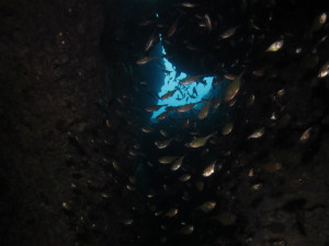 沖縄　ダイビング