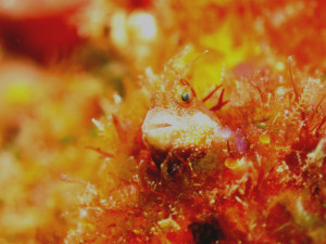 沖縄　ダイビング