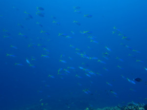 沖縄　ダイビング　ウミイロモドキ