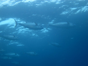 沖縄　ダイビング　ドリフト慶良間