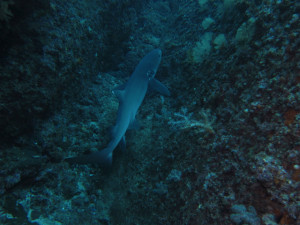 沖縄　ダイビング　ネムリブカ