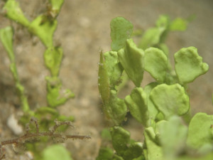 沖縄　ダイビング