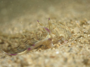 沖縄　ダイビング　ムカデミノウミウシ