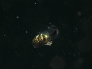 沖縄　ダイビング