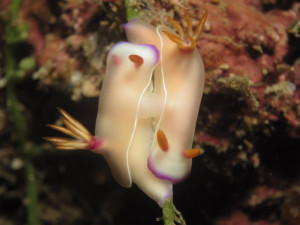 沖縄　ダイビング　ウミウシの交接