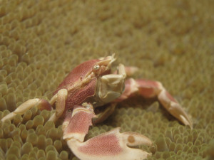 沖縄　ダイビング　オオアカホシカニダマシ