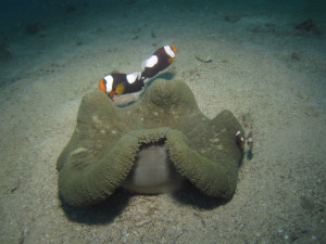 沖縄　ダイビング　トウアカクマノミ