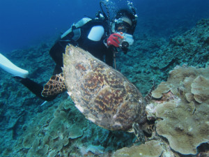 沖縄　ダイビング　海亀