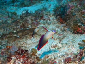 沖縄　ダイビング　万座　ホーシュー