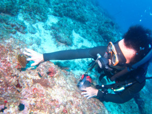 沖縄　ダイビング　万座　ホーシュー