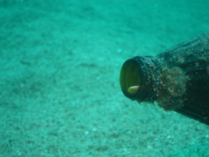 沖縄　ダイビング