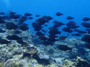 沖縄　ダイビング　砂辺　ＯＷＤ講習