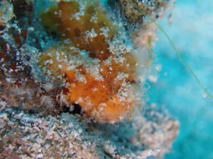 沖縄　ダイビング　慶良間　体験ダイビング　ＦＵＮダイビング