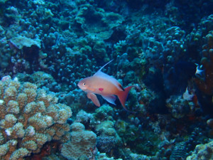 沖縄　ダイビング　砂辺　ＯＷＤ　ライセンス講習