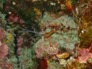 沖縄　ダイビング　慶良間　体験ダイビング