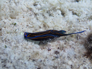 沖縄　ダイビング　慶良間　体験ダイビング