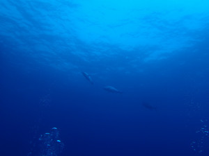 沖縄　ダイビング　慶良間