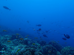 沖縄　ダイビング　慶良間　体験ダイビング