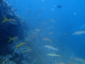 沖縄　ダイビング　砂辺　ＯＷＤ講習