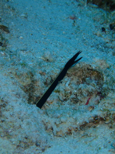 沖縄　ダイビング　慶良間　体験ダイビング　ハナヒゲウツボ