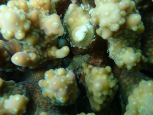 沖縄　ダイビング　慶良間保全