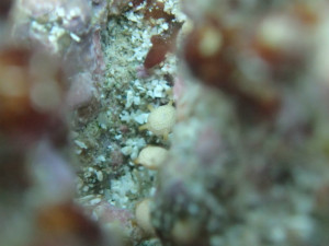 沖縄　ダイビング　慶良間保全