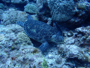 沖縄　ダイビング　慶良間保全