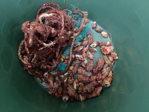 沖縄　ダイビング　慶良間保全