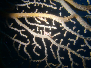 沖縄　ダイビング　万座　ホーシュー