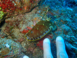 沖縄　ダイビング　万座　ホーシュー