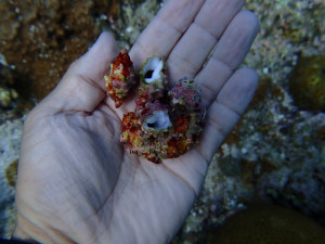 沖縄　ダイビング　万座　ホーシュー