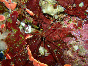 沖縄　ダイビング　真栄田岬　ホシゾラワラエビ