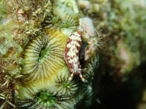 沖縄　ダイビング　真栄田岬　センテンイロウミウシ