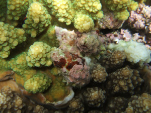 沖縄　ダイビング