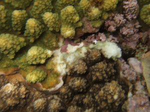 沖縄　ダイビング