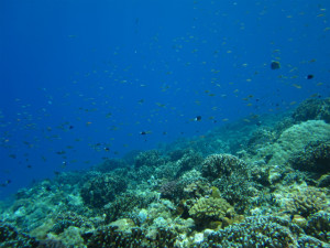 沖縄　ダイビング　慶良間　体験ダイビング　ウミガメ