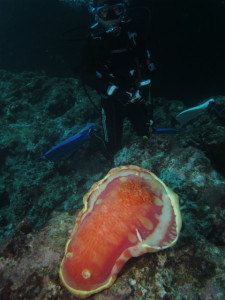 沖縄　ダイビング　辺戸岬　ミカドウミウシ