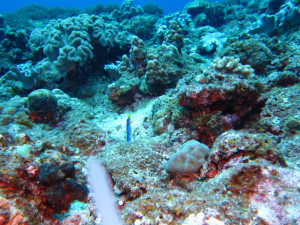 沖縄　ダイビング　ハナヒゲウツボ