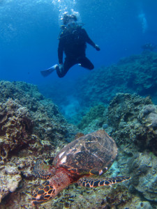 沖縄　ダイビング　慶良間　体験ダイビング