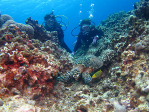 沖縄　体験ダイビング　タイマイ