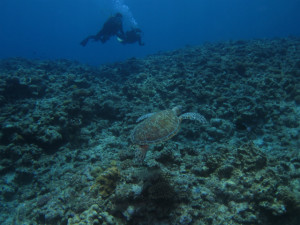 沖縄　体験ダイビング