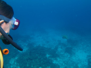 沖縄　体験ダイビング　ウミガメ