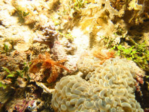 沖縄　ダイビング