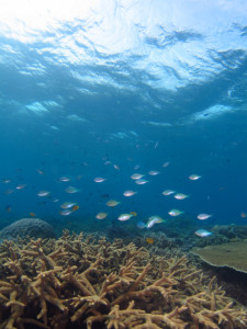 沖縄　ダイビング