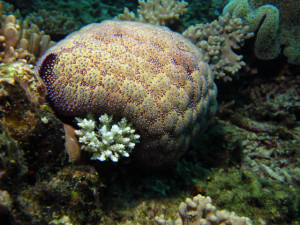 沖縄　ダイビング