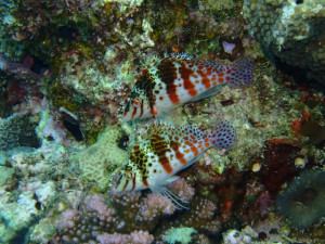 沖縄　ダイビング　サラサゴンベ