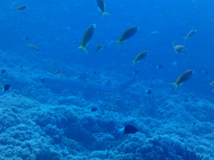 沖縄　ダイビング　慶良間　FUNダイビング