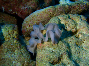 沖縄　ダイビング　慶良間　FUNダイビング