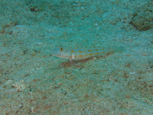 沖縄 ダイビング オトメハゼ