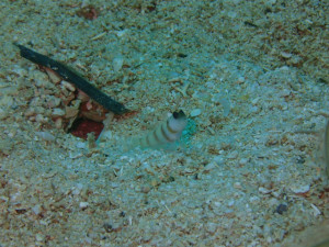 沖縄　ダイビング　ダテハゼ